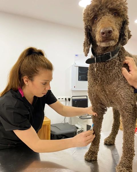 Κτηνιατρείο - Pet shop -  Μύκονος - Vetandgroomer